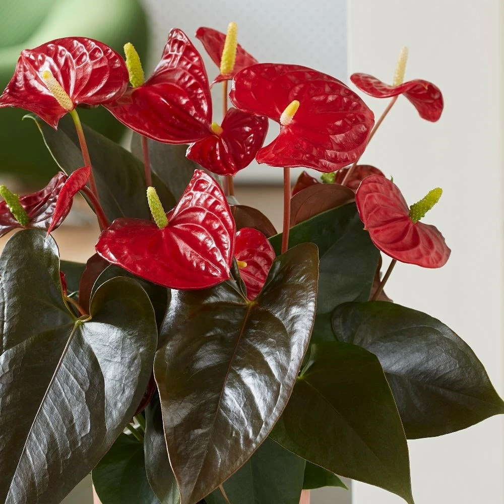 Anthurium Coral Champion ('Anthdotfan') (PBR) 4 Anthurium Coral Champion ('Anthdotfan') (PBR) - Image 2