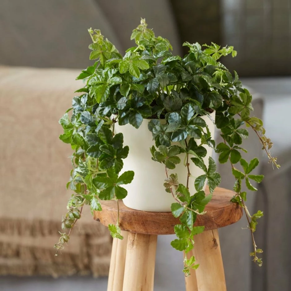 Cissus Striata 3 Cissus Striata