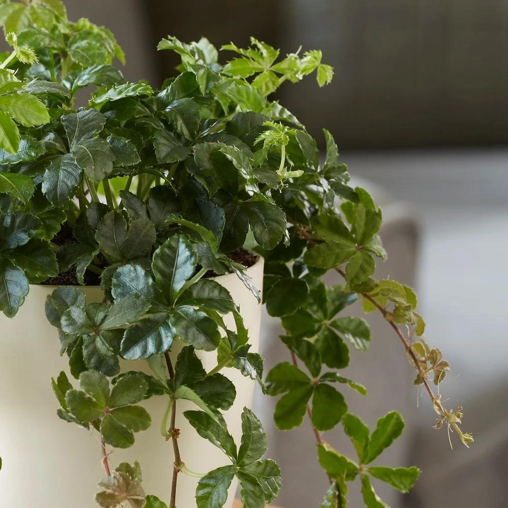 Cissus Striata 4 Cissus Striata - Image 2