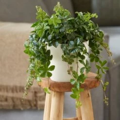 Cissus Striata 7 Cissus Striata -plant store pl2000034386 card3 lg