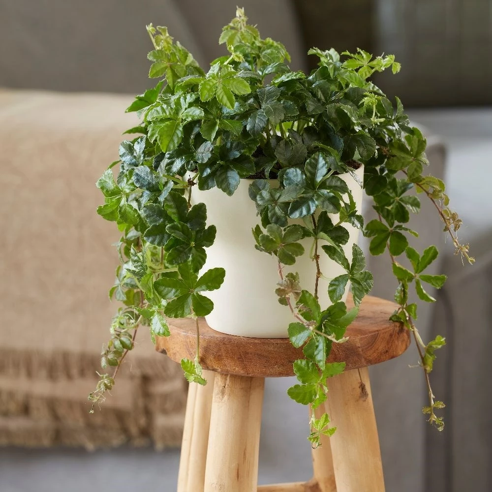 Cissus Striata 5 Cissus Striata - Image 3