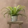 Asplenium Antiquum 'Osaka' -plant store pl2000034387