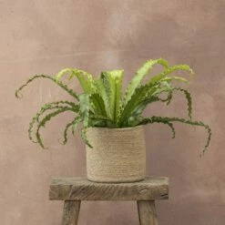 Asplenium Antiquum 'Osaka' -plant store pl2000034387 card3 lg