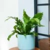 Asplenium Nidus 'Campio' (PBR) 2 Asplenium Nidus 'Campio' (PBR) -plant store pl2000034388