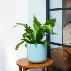 Asplenium Nidus 'Campio' (PBR) 7 Asplenium Nidus 'Campio' (PBR) -plant store pl2000034388 card3 lg