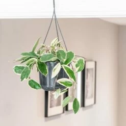 Hoya Carnosa 'Krimson Queen' 9 Hoya Carnosa 'Krimson Queen' -plant store pl2000034389 card3 lg