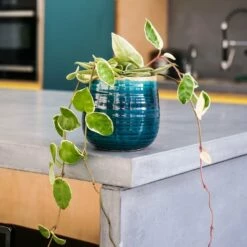 Hoya Carnosa 'Krimson Queen' 10 Hoya Carnosa 'Krimson Queen' -plant store pl2000034389 card4 lg