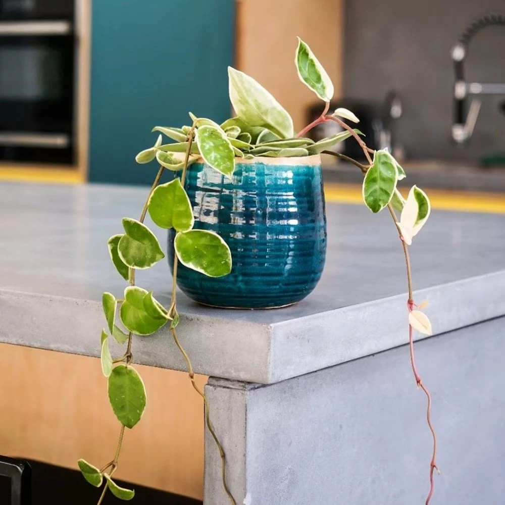 Hoya Carnosa 'Krimson Queen' 6 Hoya Carnosa 'Krimson Queen' - Image 4