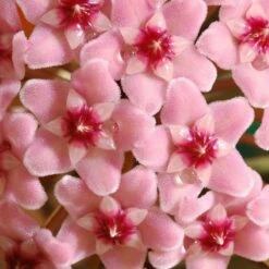 Hoya Carnosa 'Krimson Queen' 11 Hoya Carnosa 'Krimson Queen' -plant store pl2000034389 card5 lg