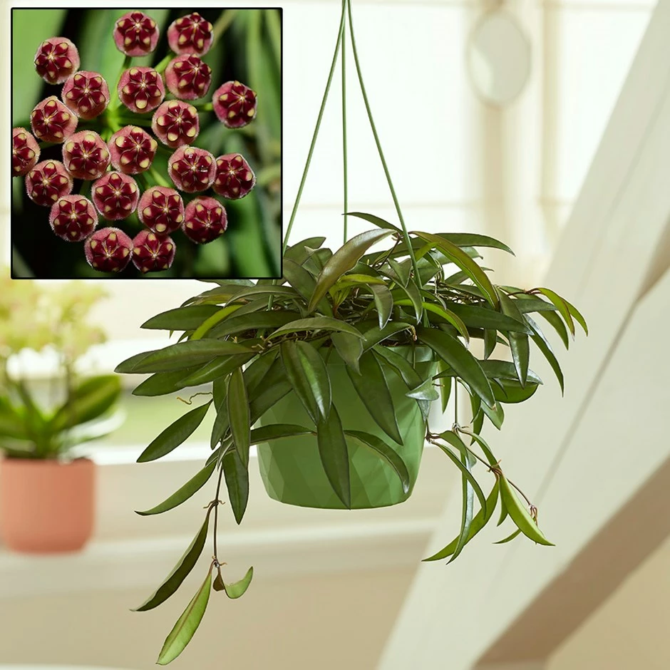 Hoya Wayetii 3 Hoya Wayetii