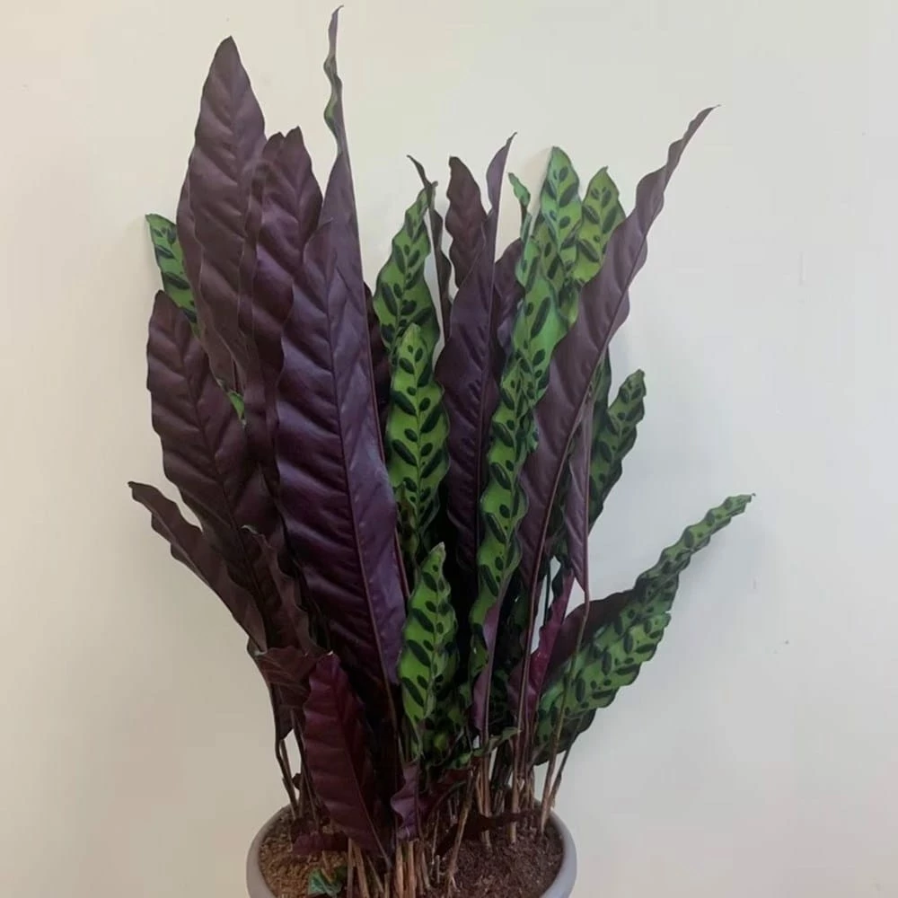 Goeppertia Lancifolia 4 Goeppertia Lancifolia - Image 2