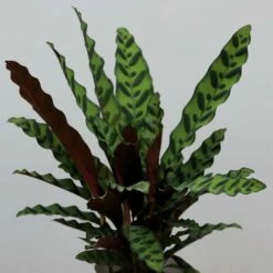 Goeppertia Lancifolia 9 Goeppertia Lancifolia -plant store pl2000034393 card3 lg