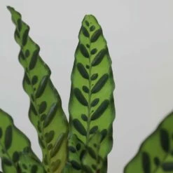 Goeppertia Lancifolia 10 Goeppertia Lancifolia -plant store pl2000034393 card4 lg