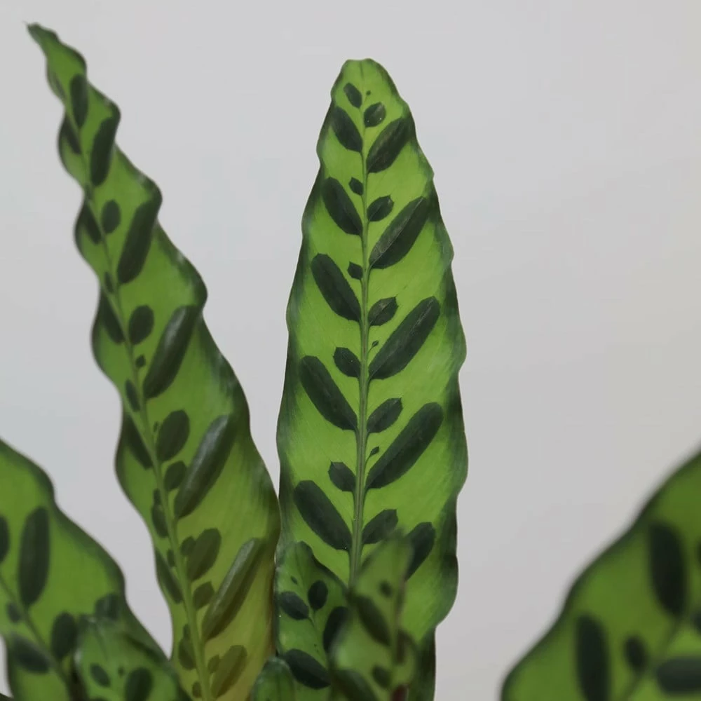 Goeppertia Lancifolia 6 Goeppertia Lancifolia - Image 4