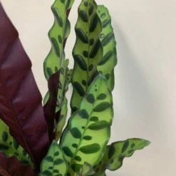 Goeppertia Lancifolia 11 Goeppertia Lancifolia -plant store pl2000034393 card5 lg