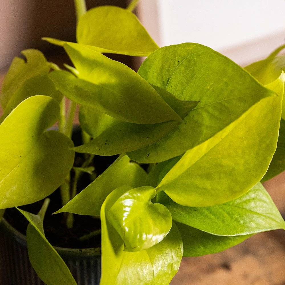 Epipremnum Pinnatum 'Golden Pothos' 4 Epipremnum Pinnatum 'Golden Pothos' - Image 2