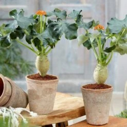 Jatropha Podagrica -plant store pl2000034415 card3 lg