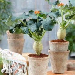 Jatropha Podagrica -plant store pl2000034415 card4 lg