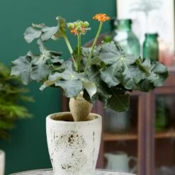 Jatropha Podagrica -plant store pl2000034415 card5 lg