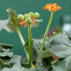 Jatropha Podagrica -plant store pl2000034415 card6 lg