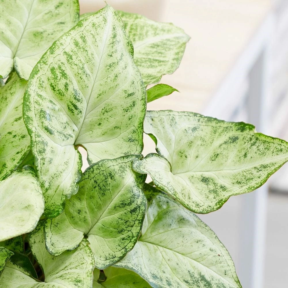 Syngonium 'Arrow' 4 Syngonium 'Arrow' - Image 2