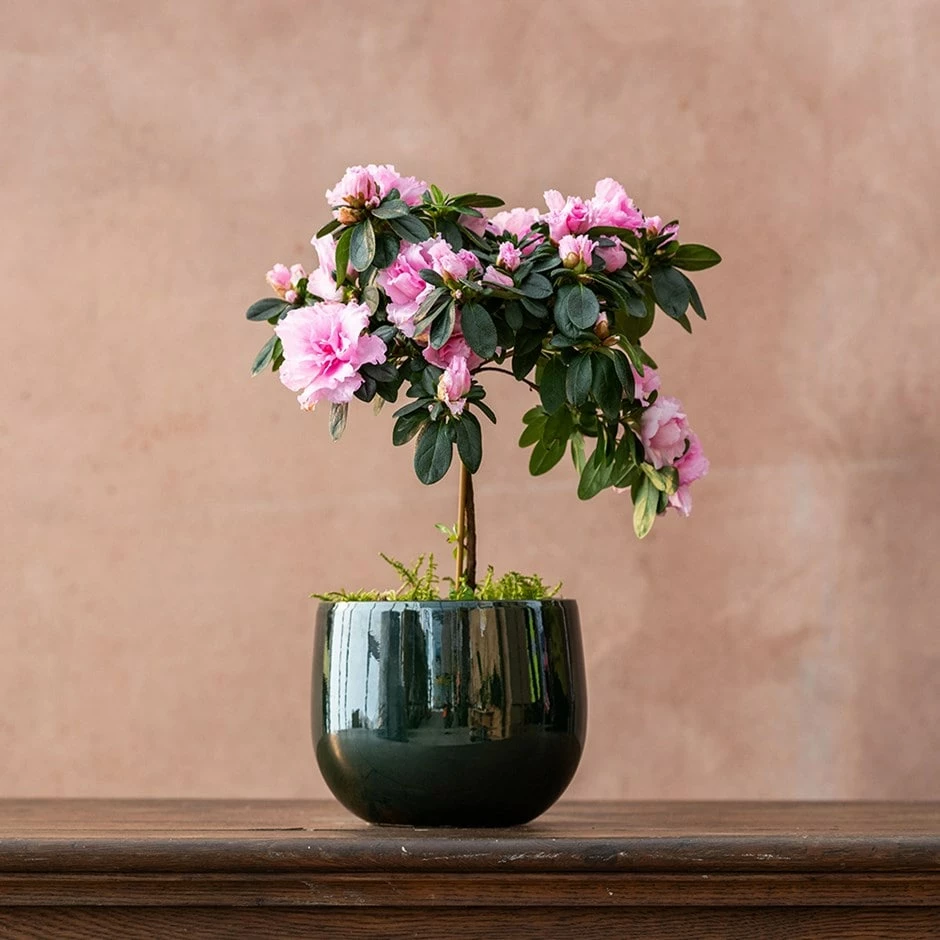 Azalea Simsii Standard Pink 3 Azalea Simsii Standard Pink