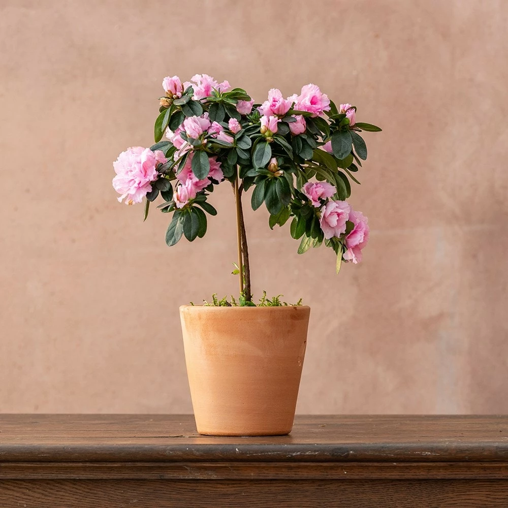 Azalea Simsii Standard Pink 4 Azalea Simsii Standard Pink - Image 2