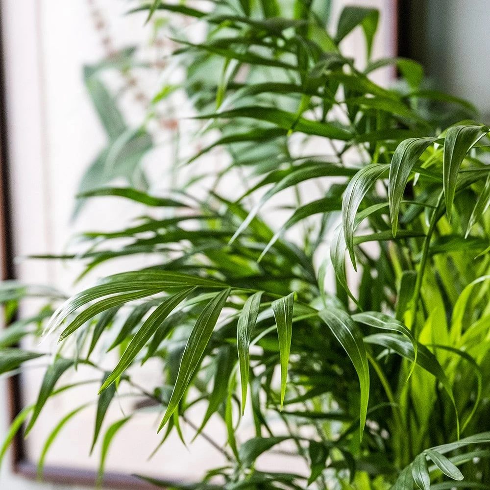 Chamaedorea Elegans 4 Chamaedorea Elegans - Image 2