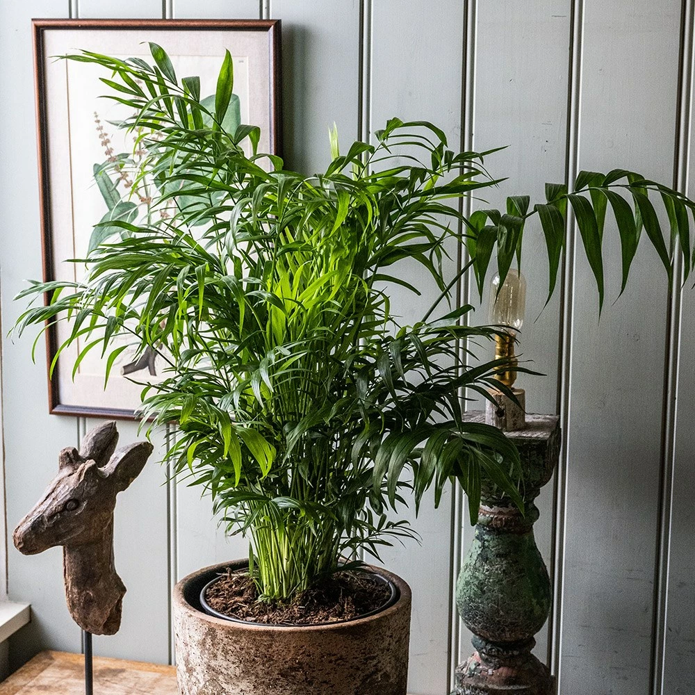 Chamaedorea Elegans 5 Chamaedorea Elegans - Image 3