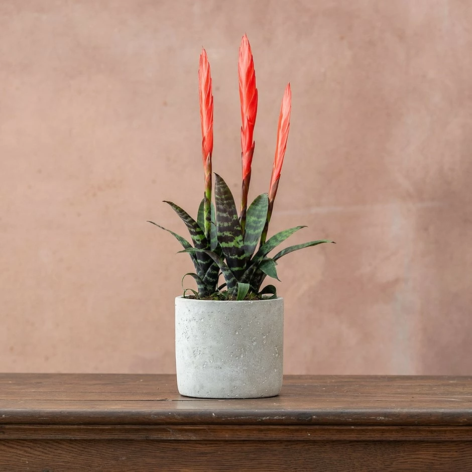 Vriesea 'Era' (PBR) 3 Vriesea 'Era' (PBR)