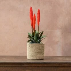 Vriesea 'Era' (PBR) 7 Vriesea 'Era' (PBR) -plant store pl2000034449 card3 lg