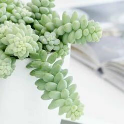 Sedum Morganianum 8 Sedum Morganianum -plant store pl2000034457 card3 lg