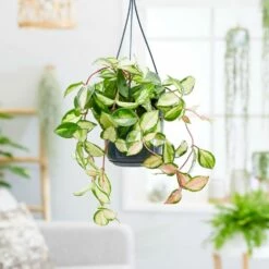Hoya Carnosa 'Tricolor' -plant store pl2000034468 card3 lg