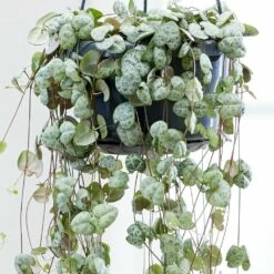 Ceropegia Linearis Subsp. Woodii 9 Ceropegia Linearis Subsp. Woodii -plant store pl2000034471 card4 lg