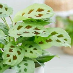 Maranta Leuconeura -plant store pl2000034472 card3 lg