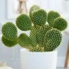 Opuntia Microdasys -plant store pl2000034473