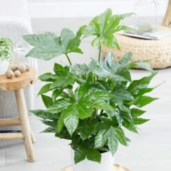 Fatsia Japonica