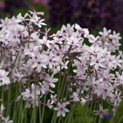 Tulbaghia 'Purple Eye' -plant store pl2000034543 card3 lg