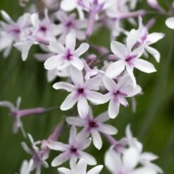 Tulbaghia 'Purple Eye' -plant store pl2000034543 card4 lg