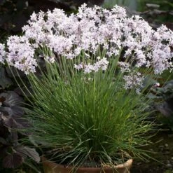 Tulbaghia 'Purple Eye' -plant store pl2000034543 card5 lg