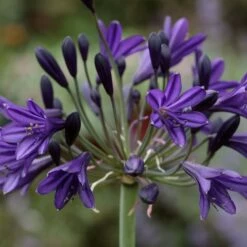 Agapanthus 'Royal Velvet'
