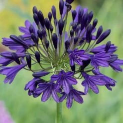 Agapanthus 'Royal Velvet' -plant store pl2000034546 card3 lg
