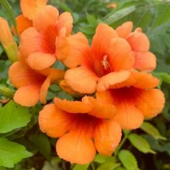 Campsis × Tagliabuana Indian Summer ('Kudian') (PBR)