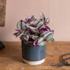Tradescantia Albiflora 'Nanouk' (PBR)