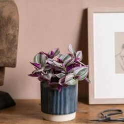 Tradescantia Albiflora 'Nanouk' (PBR) -plant store pl2000035787 card3 lg