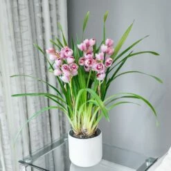 Cymbidium 'Piccobello Pink' -plant store pl2000035790 card3 lg