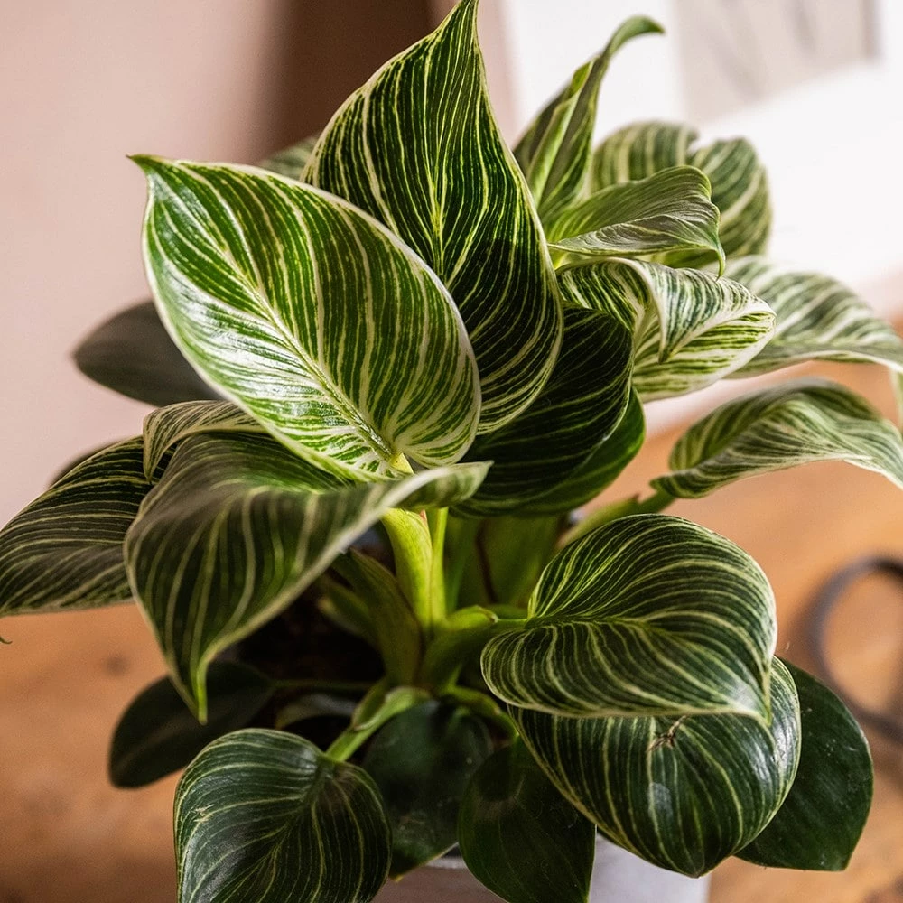 Philodendron 'Birkin' 4 Philodendron 'Birkin' - Image 2