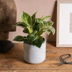 Philodendron 'Birkin' 7 Philodendron 'Birkin' -plant store pl2000035827 card3 lg