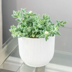 Delosperma Echinatum 7 Delosperma Echinatum -plant store pl2000035839 card3 lg