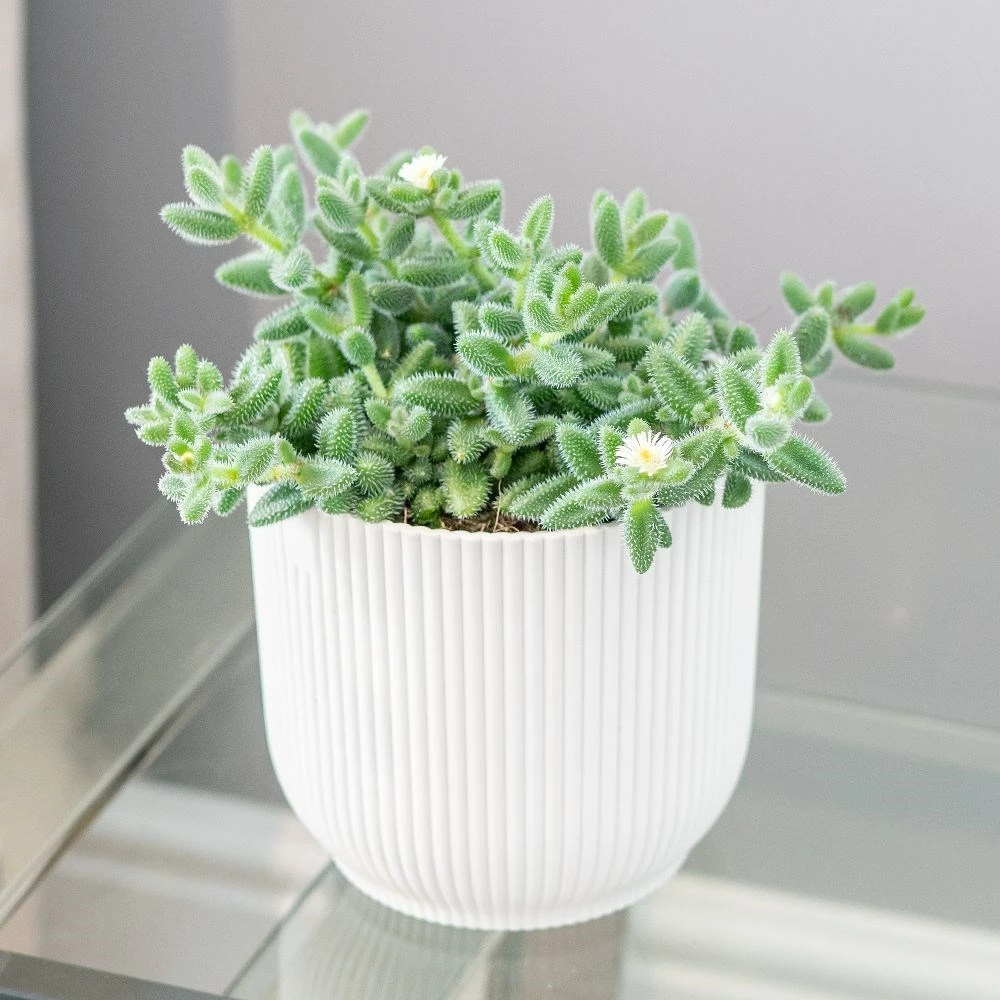 Delosperma Echinatum 5 Delosperma Echinatum - Image 3